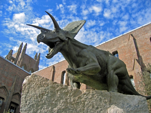Torosaurus latus by Kim Zolvik